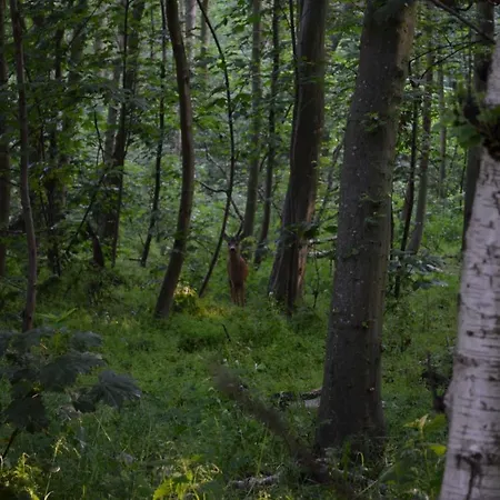 Sandy Feet Retreat Horská chata